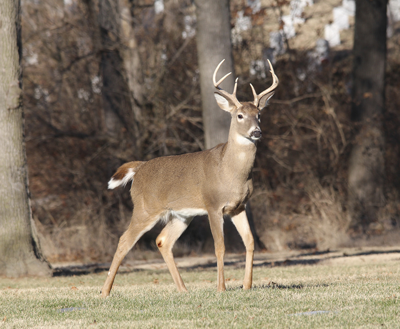 Hotels in Menard County, Illinois