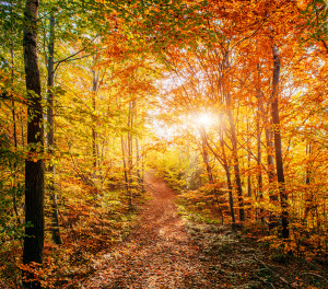 Nature Tourism in Petersburg, Illinois